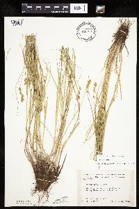 Carex tenera image