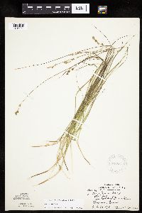 Carex tenera image