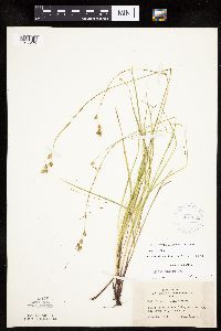Carex tenera image