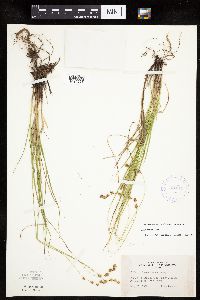 Carex tenera image