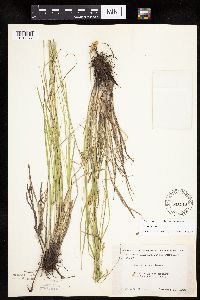 Carex tenera image