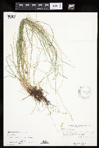 Carex tenera image