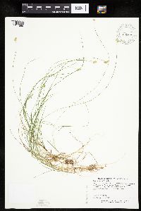 Carex tenuiflora image