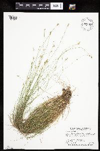 Carex tenuiflora image