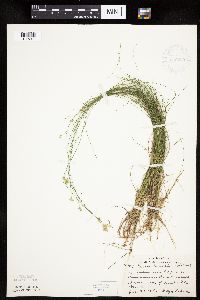 Carex tenuiflora image