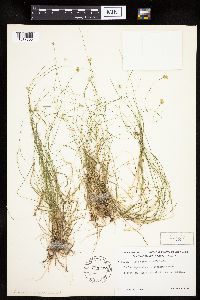 Carex tenuiflora image