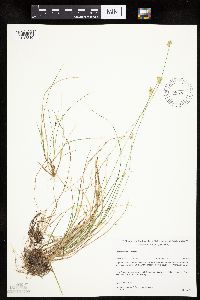 Carex tenuiflora image