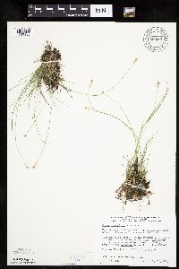 Carex tenuiflora image