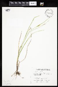Carex tetanica image