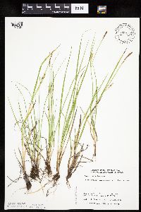 Carex tetanica image