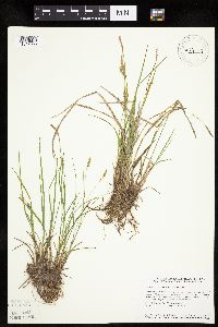 Carex tetanica image