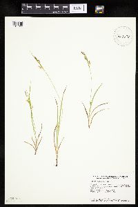 Carex tetanica image