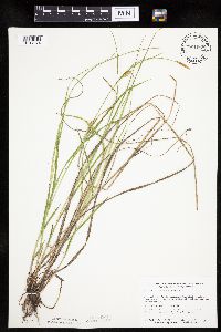 Carex tetanica image