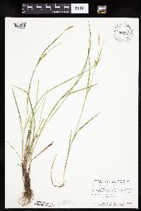 Carex tetanica image