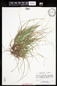 Carex tonsa var. tonsa image