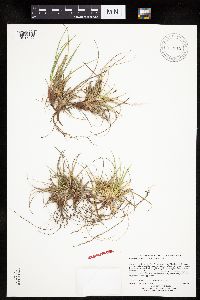 Carex tonsa var. tonsa image