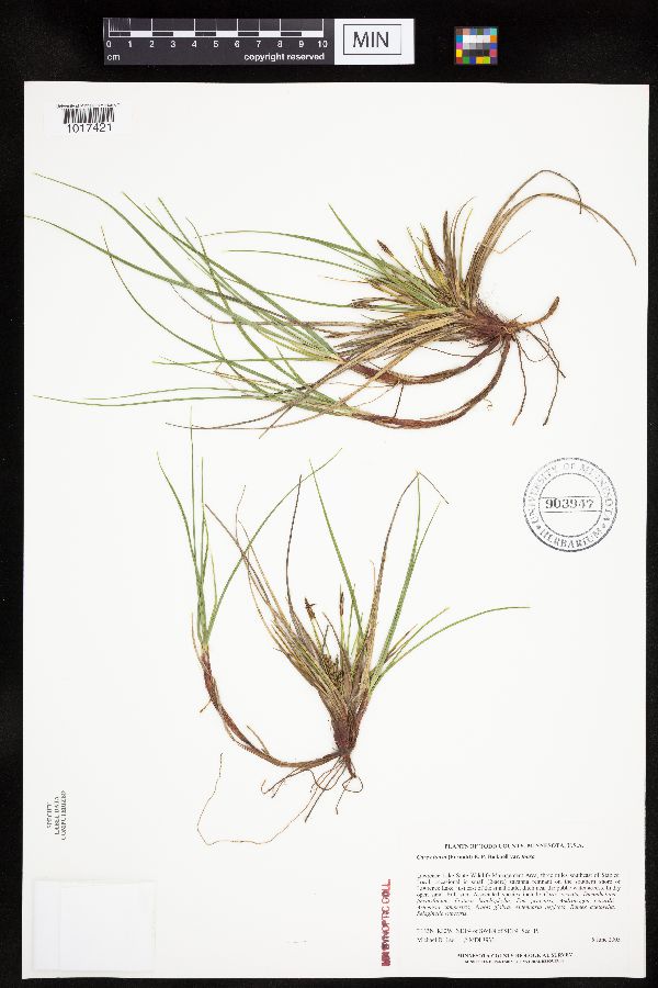 Carex tonsa var. tonsa image