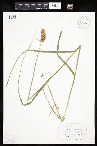 Carex projecta image