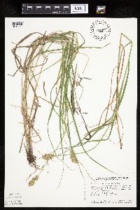 Carex tribuloides image