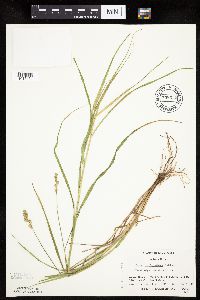 Carex tribuloides image