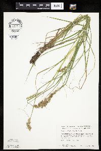 Carex tribuloides image