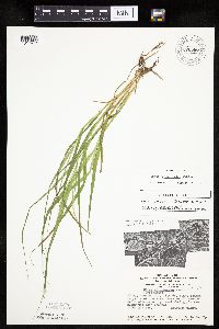 Carex tribuloides image