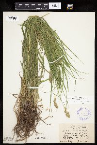 Carex tribuloides image