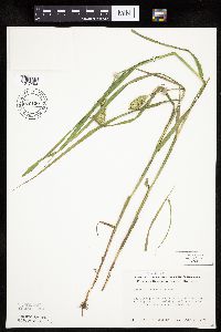 Carex tribuloides image