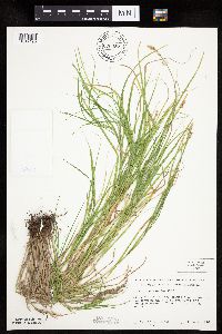 Carex tribuloides image