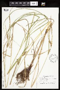 Carex trichocarpa image