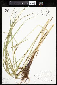 Carex trichocarpa image