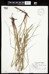 Carex trichocarpa image