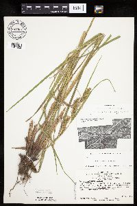 Carex trichocarpa image
