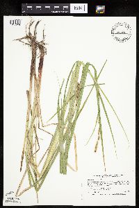 Carex trichocarpa image