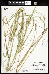 Carex trichocarpa image