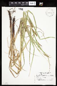 Carex trichocarpa image