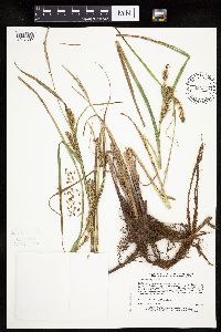 Carex trichocarpa image