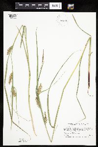 Carex trichocarpa image