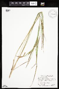 Carex trichocarpa image