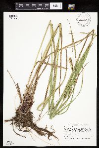 Carex trichocarpa image