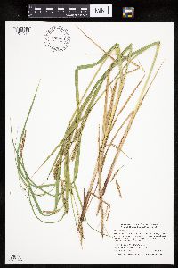 Carex trichocarpa image