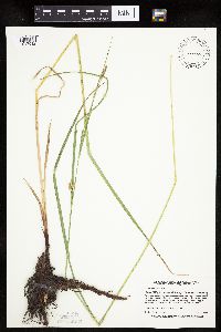 Carex trichocarpa image