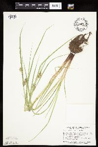 Carex trichocarpa image