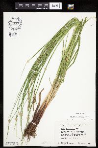 Carex trichocarpa image