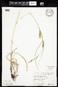 Carex trichocarpa image