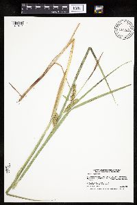 Carex trichocarpa image