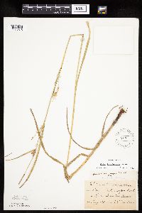 Carex trichocarpa image