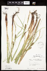Carex trichocarpa image