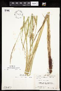 Carex trichocarpa image