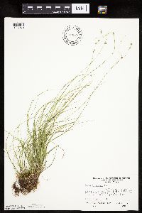 thumbnail image of current specimen